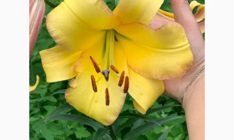 Саженцы туи Смарагд и других растений - фото № 16