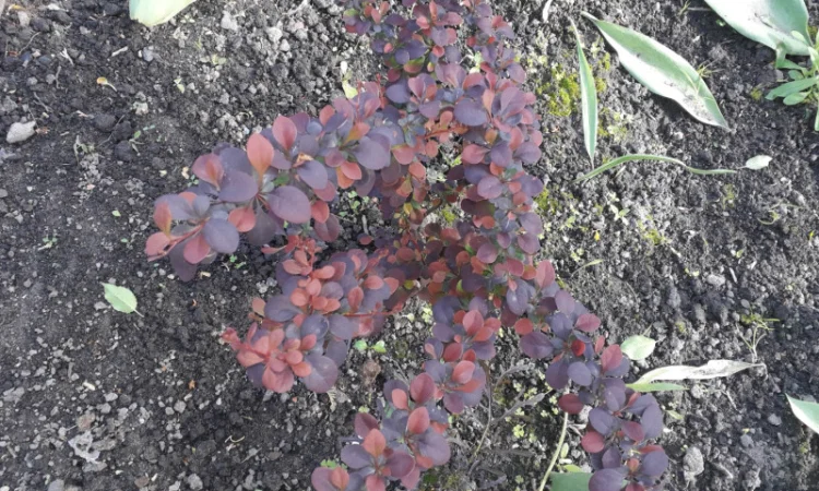 Саженцы туи Смарагд и других растений - фото № 18