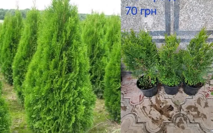 Саженцы туи Смарагд и других растений - фото № 19