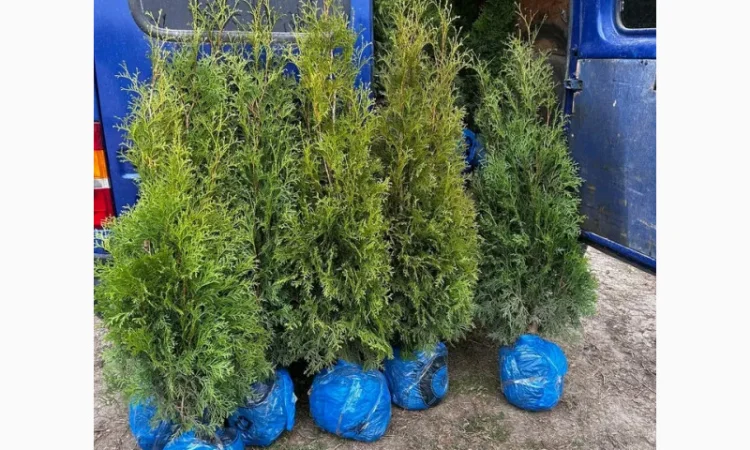 Саженцы туи Смарагд и других растений - фото № 2