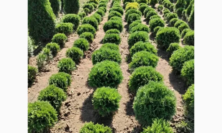 Саженцы туи Смарагд и других растений - фото № 3