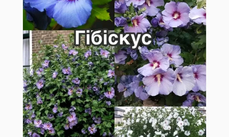 Саженцы туи Смарагд и других растений - фото № 4