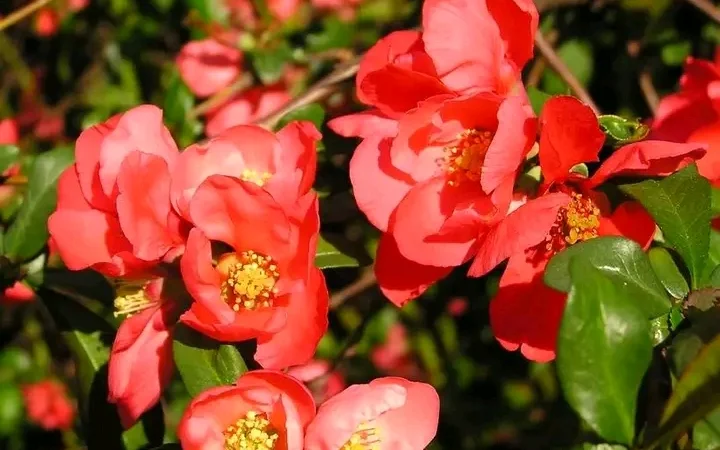 Саженцы туи Смарагд и других растений - фото № 5