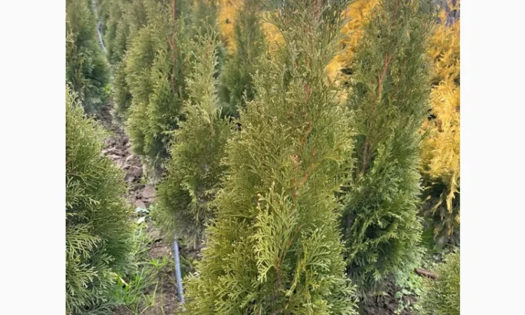 Саженцы туи Смарагд и других растений - фото № 6