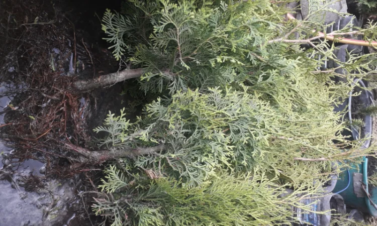 Саженцы туи Смарагд и других растений - фото № 7