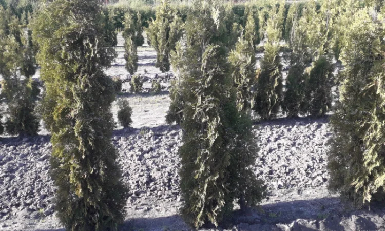 Саженцы туи Смарагд и других растений - фото № 8