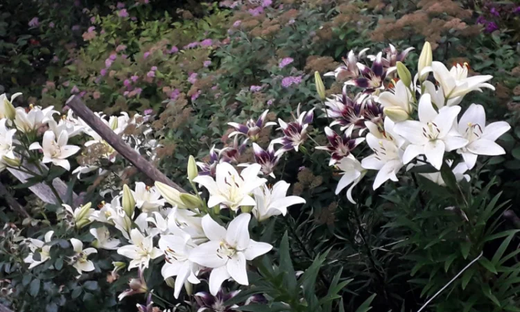 Саженцы туи Смарагд и других растений - фото № 9