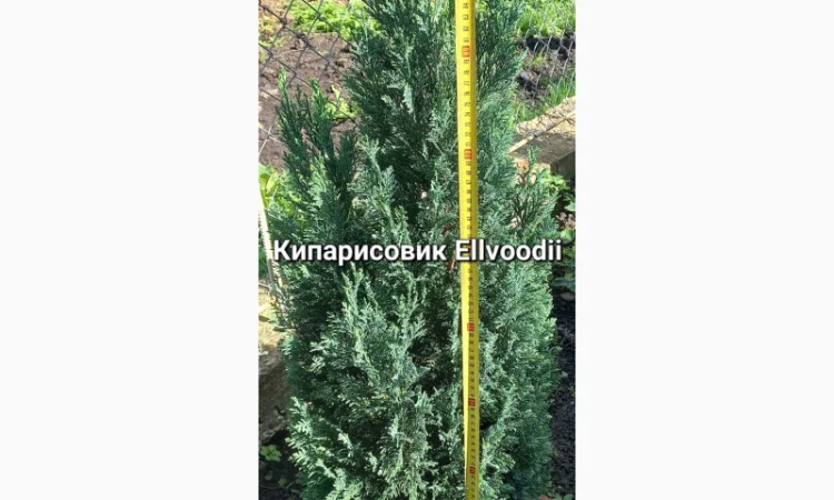 Саженцы хвойных растений в продаже - фото № 1