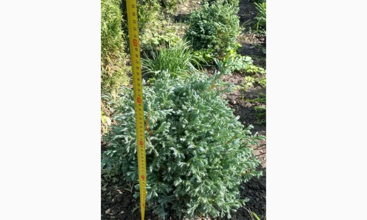 Саженцы хвойных растений в продаже - фото № 2