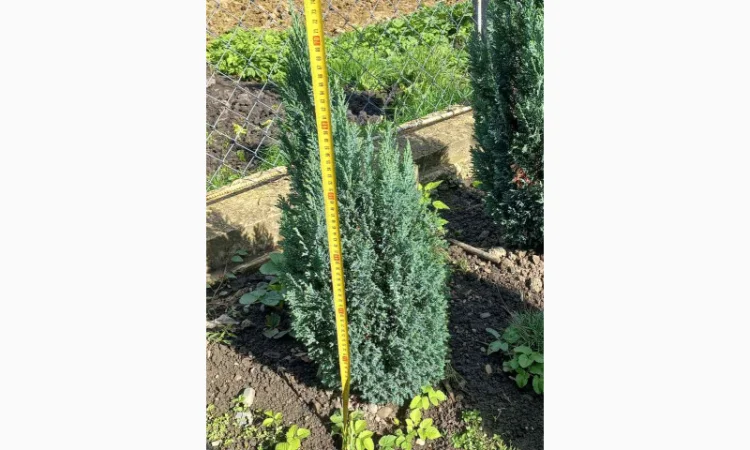 Саженцы хвойных растений в продаже - фото № 3