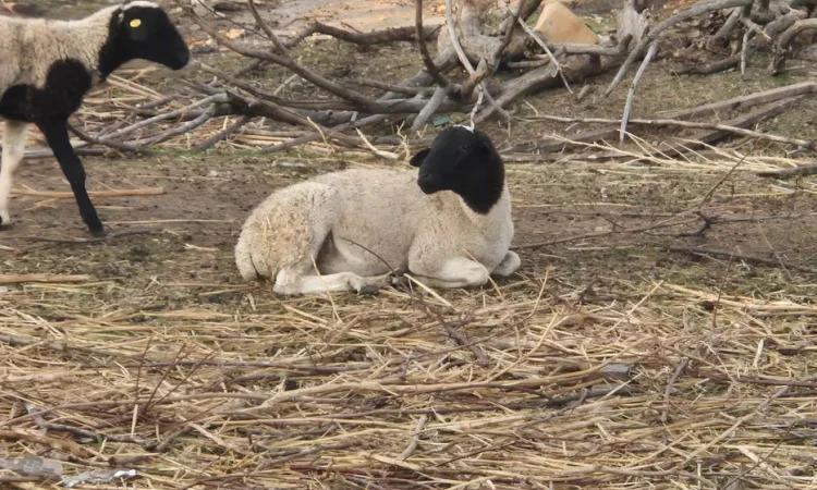 Кросс Дорпер. Ягнята, бараны, овцы, вівці - фото № 1