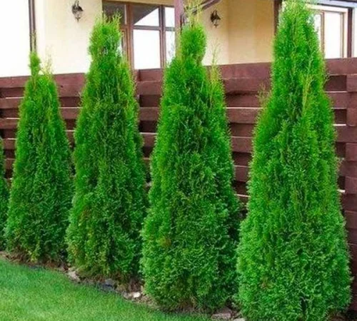 Саженцы западной туи Смарагд высотой 140-160 см - фото № 1