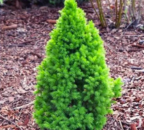 Саженцы Коники Зелена в продаже - фото № 1