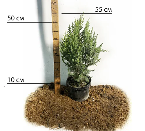 Саженцы Коники Зелена в продаже - фото № 2