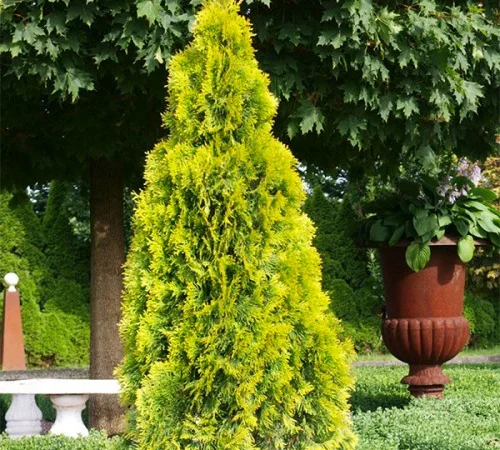 Саженцы туи Голден Смарагд - 100 см - фото № 1