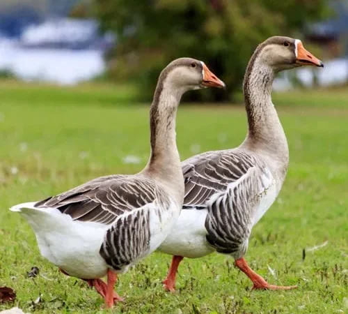 Продам уток и гусей живым весом - фото № 1