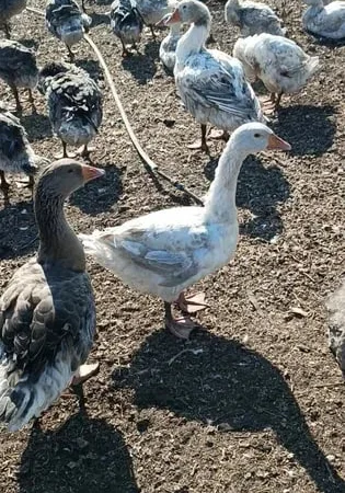 Гуси живой вес 60грн/кг - фото № 1