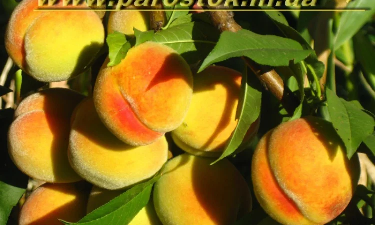 Саженцы роз для вашего сада - фото № 10