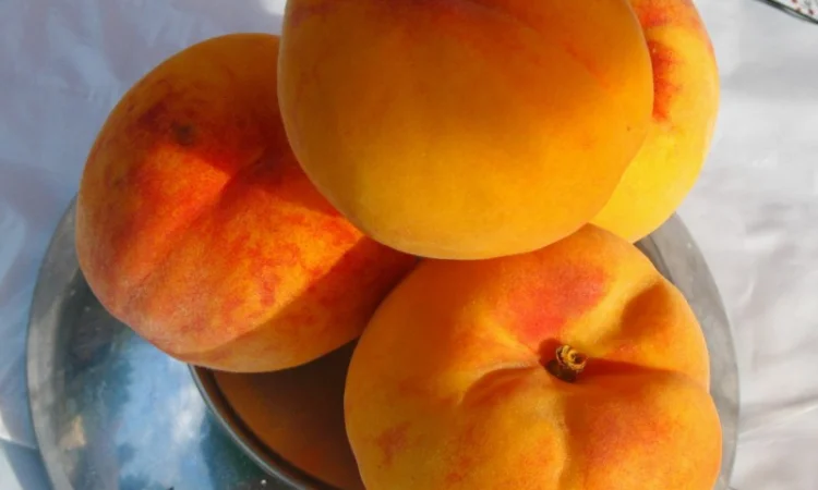 Саженцы роз для вашего сада - фото № 13