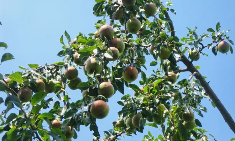 Саженцы роз для вашего сада - фото № 12