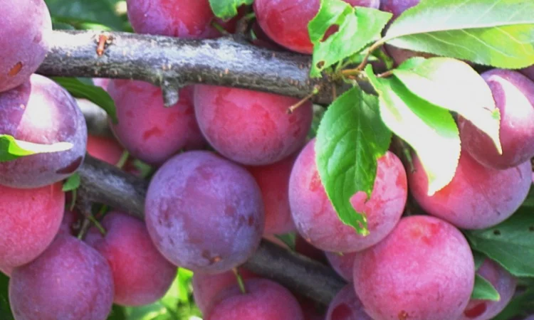 Саженцы роз для вашего сада - фото № 11