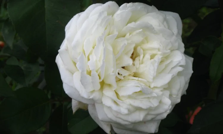 Саженцы роз для вашего сада - фото № 6