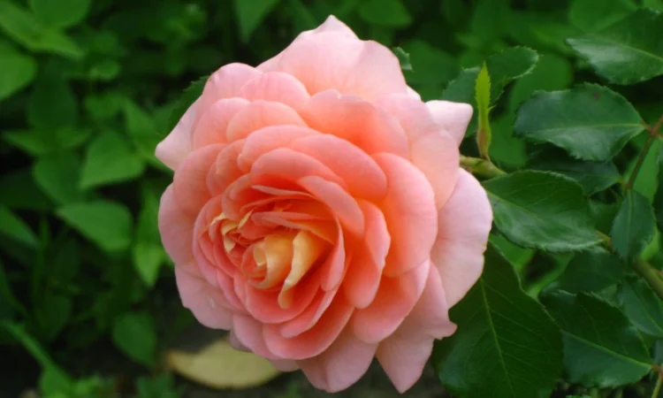 Саженцы роз для вашего сада - фото № 14