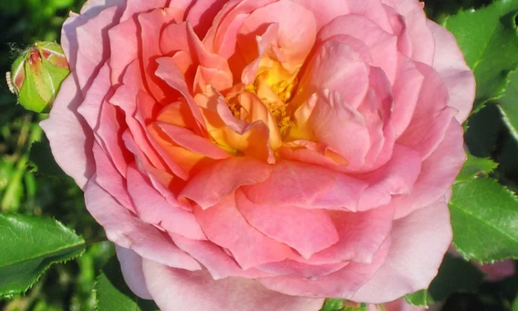 Саженцы роз для вашего сада - фото № 1