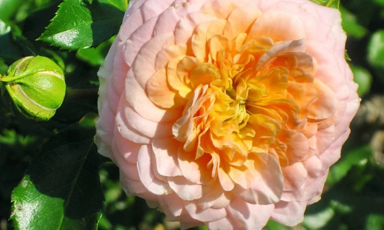 Саженцы роз для вашего сада - фото № 16