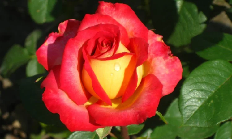 Саженцы роз для вашего сада - фото № 2