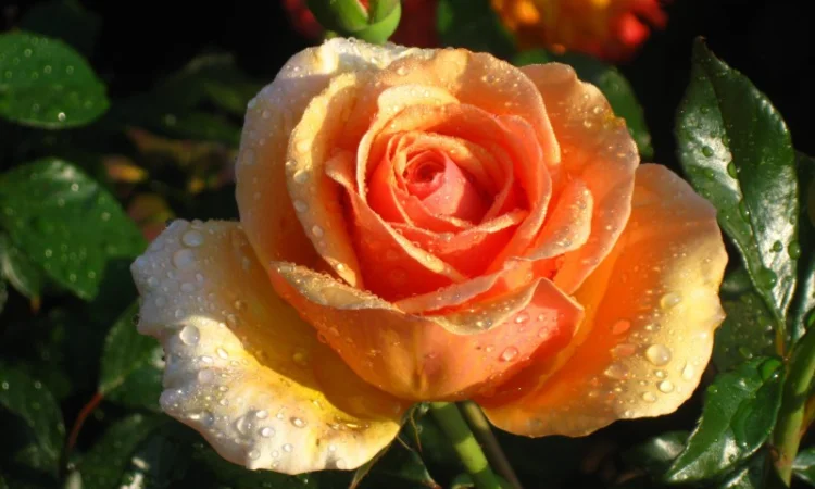 Саженцы роз для вашего сада - фото № 3