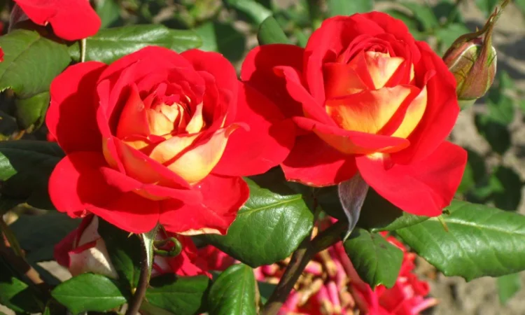 Саженцы роз для вашего сада - фото № 5