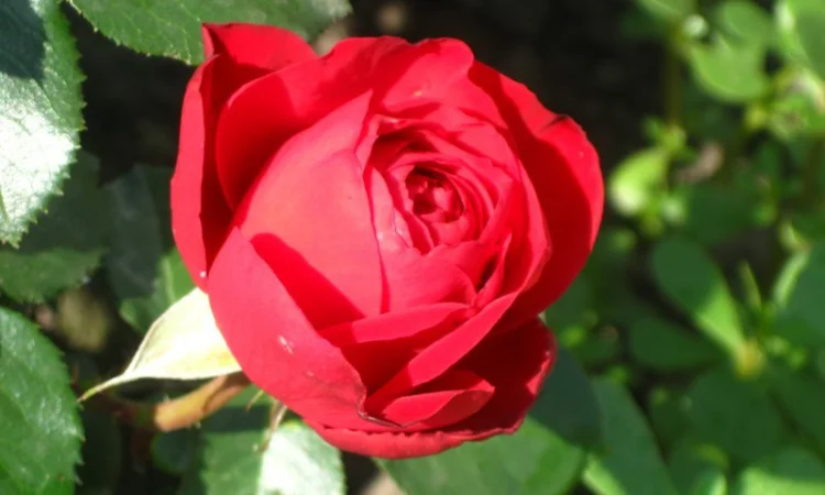 Саженцы роз для вашего сада - фото № 4