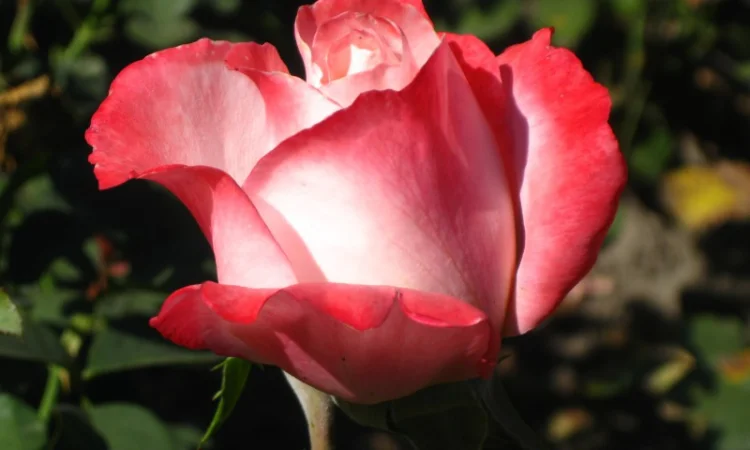 Саженцы роз для вашего сада - фото № 8