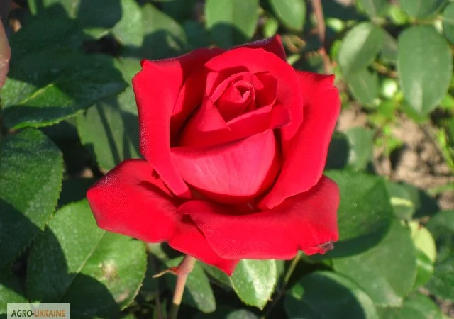 Саженцы роз для вашего сада - фото № 15