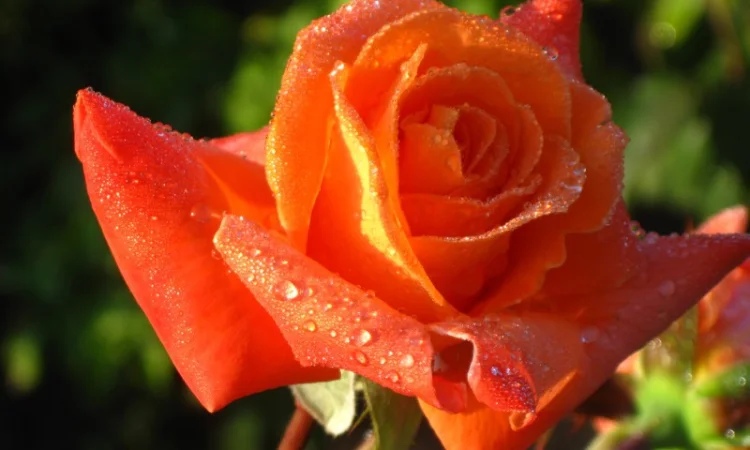 Саженцы роз для вашего сада - фото № 7