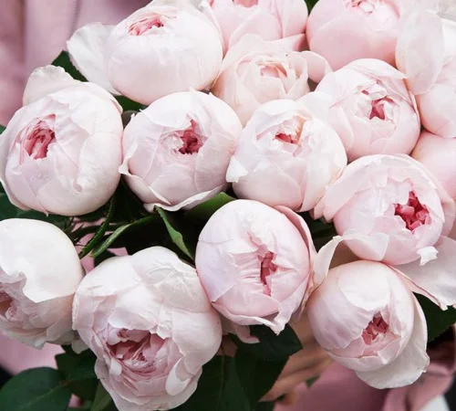 Саженцы английских пионообразных роз Пиони Пинк - фото № 1