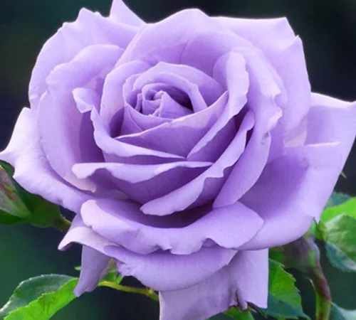 Саженцы роз на штамбе Блакитный Ніл - фото № 1