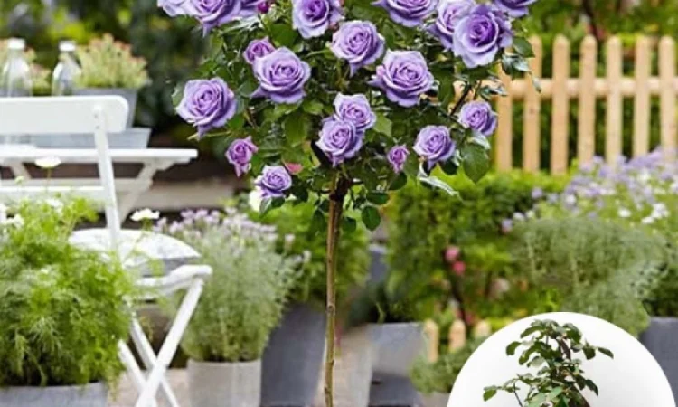 Саженцы роз на штамбе Блакитный Ніл - фото № 2