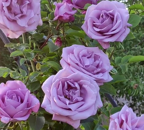 Саженцы плетистых роз Индиголетта - фото № 1