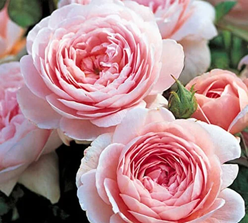 Саженцы английских пионовидных роз Королева Швеции - фото № 1