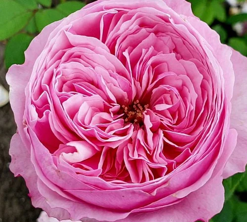 Саженцы английских пионообразных роз Кэри - фото № 1