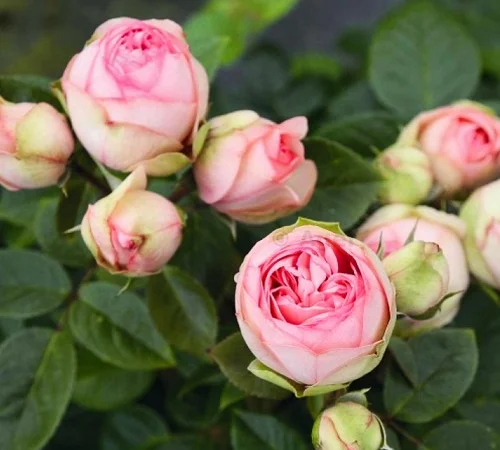 Саджанці англійської піоноподібної троянди Чармінг Піано - фото № 1