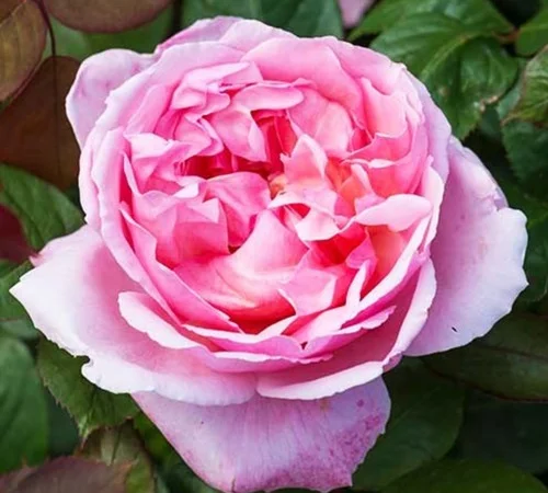 Саженцы английских пионообразных роз Бразе Кадфаель - фото № 1