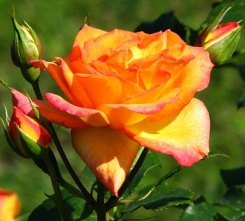 Саженцы парковых роз сорта Сахара - фото № 1