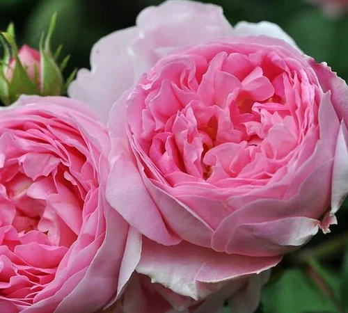 Саженцы английской пионообразной розы Констанс - фото № 1