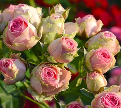 Саженцы бордюрных роз Мини Еден - фото № 1