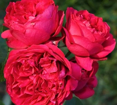 Саджанці англійської піоноподібної троянди Ред Еден Роуз у продажу - фото № 1