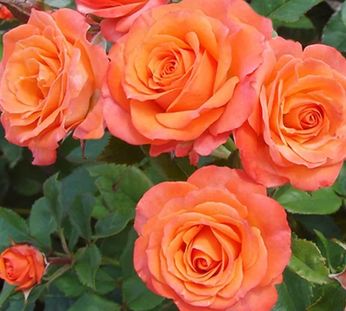 Саженцы бордюрных роз Алегрия в продаже - фото № 1