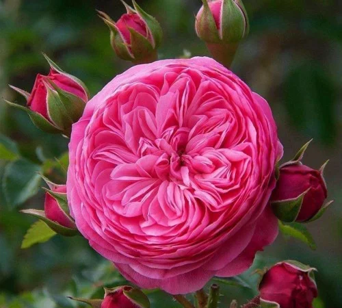 Саженцы английских пионовидных роз Леонардо да Винчи - фото № 1